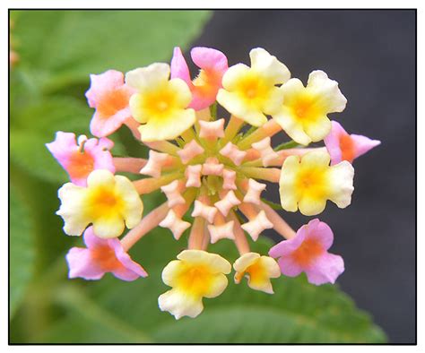 Lantana / KANTUTAY / Lantana camara: Philippine .